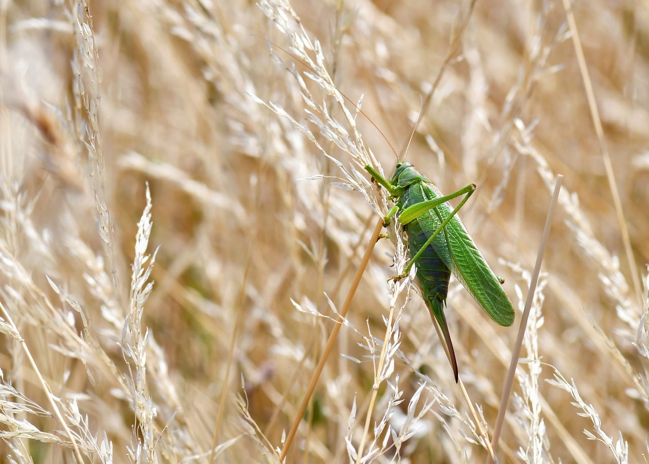 Sauterelle observant son environnement au milieu des herbes, illustrant l'autorégulation, l'adaptation et la disponibilité à l'action.