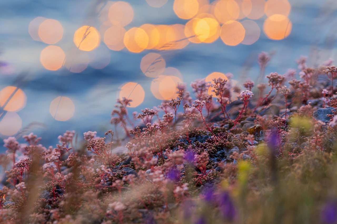 Fleurs sauvages au premier plan avec des lumières diffuses à l’arrière-plan illustrant l’émergence progressive d’une compréhension intégrée