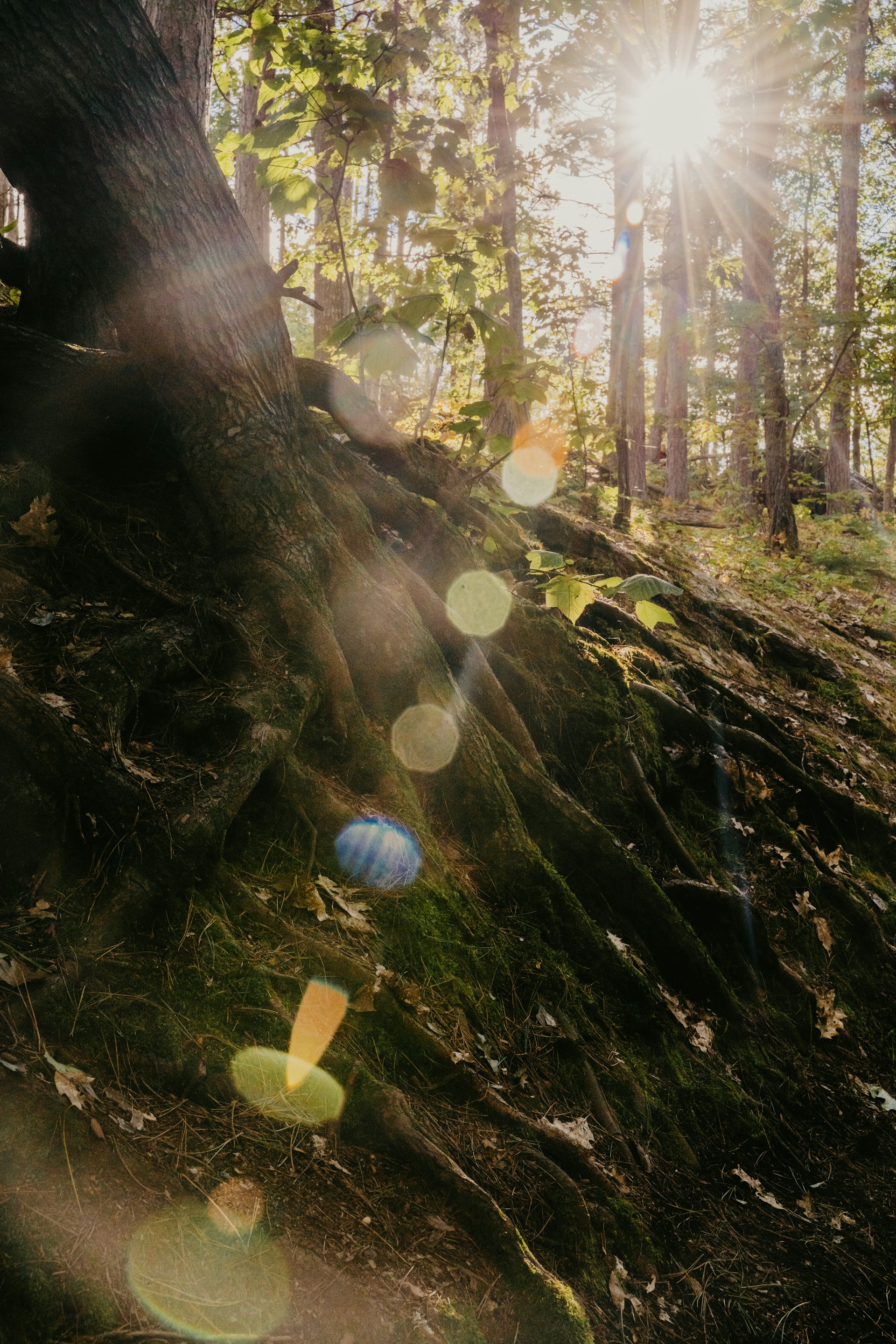 Racines d'un arbre éclairées par la lumière dans une forêt, symbole des influences profondes qui façonnent la perception, la compréhension et l'identité